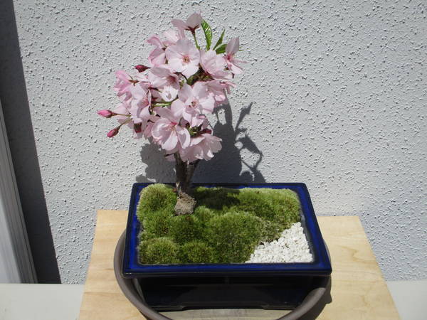 f:id:midorineko_cutter_mat:20200408184423j:plain f:id:midorineko_cutter_mat:20200408184423j:plain