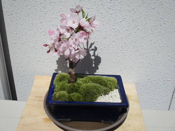 f:id:midorineko_cutter_mat:20200408184436j:plain f:id:midorineko_cutter_mat:20200408184436j:plain