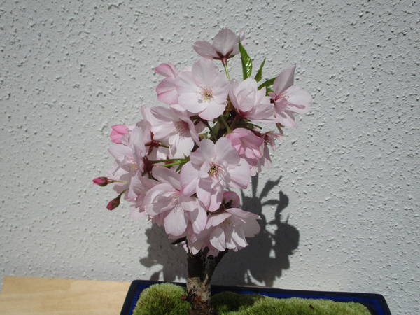 f:id:midorineko_cutter_mat:20200408184447j:plain f:id:midorineko_cutter_mat:20200408184447j:plain
