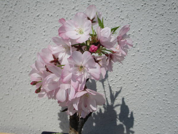 f:id:midorineko_cutter_mat:20200408184458j:plain f:id:midorineko_cutter_mat:20200408184458j:plain