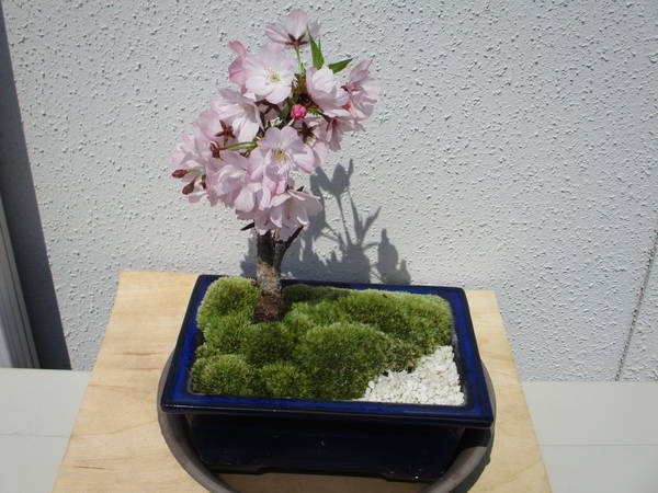 f:id:midorineko_cutter_mat:20200408184508j:plain f:id:midorineko_cutter_mat:20200408184508j:plain