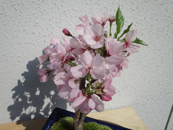 f:id:midorineko_cutter_mat:20200408185137j:plain f:id:midorineko_cutter_mat:20200408185137j:plain