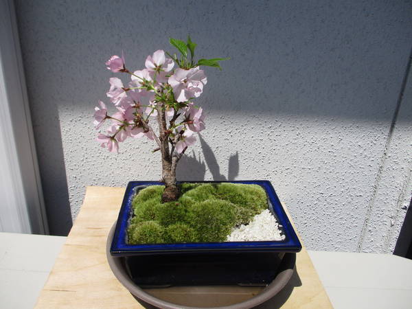 f:id:midorineko_cutter_mat:20200414231033j:plain f:id:midorineko_cutter_mat:20200414231033j:plain