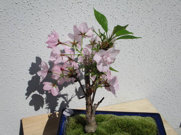 f:id:midorineko_cutter_mat:20200414231045j:plain f:id:midorineko_cutter_mat:20200414231045j:plain
