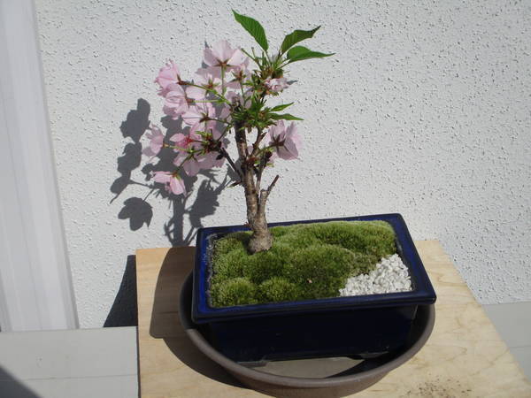 f:id:midorineko_cutter_mat:20200414231125j:plain f:id:midorineko_cutter_mat:20200414231125j:plain