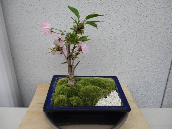 f:id:midorineko_cutter_mat:20200414231205j:plain f:id:midorineko_cutter_mat:20200414231205j:plain