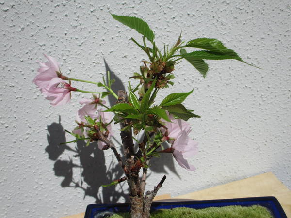 f:id:midorineko_cutter_mat:20200414231251j:plain f:id:midorineko_cutter_mat:20200414231251j:plain