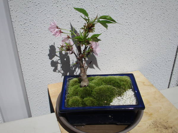 f:id:midorineko_cutter_mat:20200414231302j:plain f:id:midorineko_cutter_mat:20200414231302j:plain