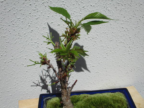 f:id:midorineko_cutter_mat:20200414231313j:plain f:id:midorineko_cutter_mat:20200414231313j:plain
