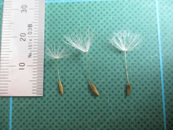 f:id:midorineko_cutter_mat:20200421162847j:plain f:id:midorineko_cutter_mat:20200421162847j:plain