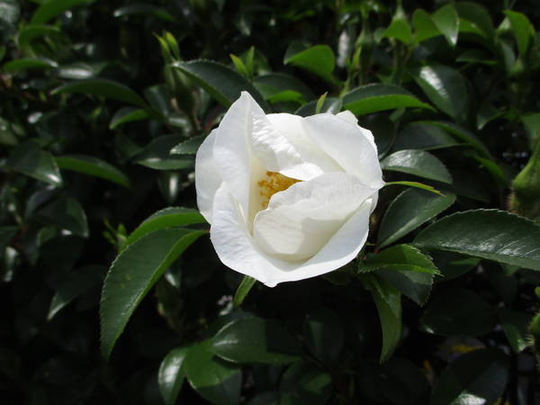 f:id:midorineko_cutter_mat:20200424200833j:plain
