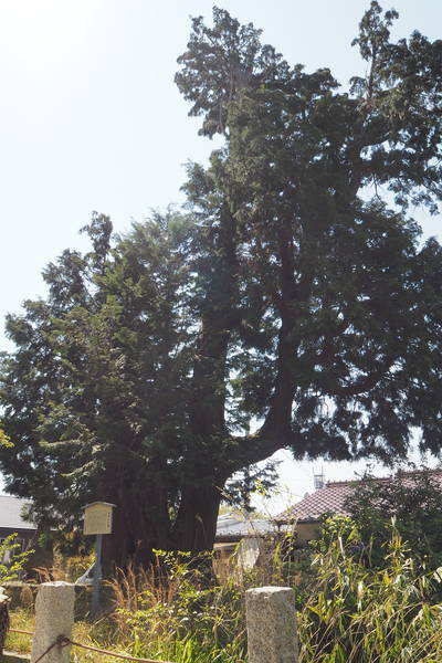 f:id:midorineko_cutter_mat:20200425203305j:plain