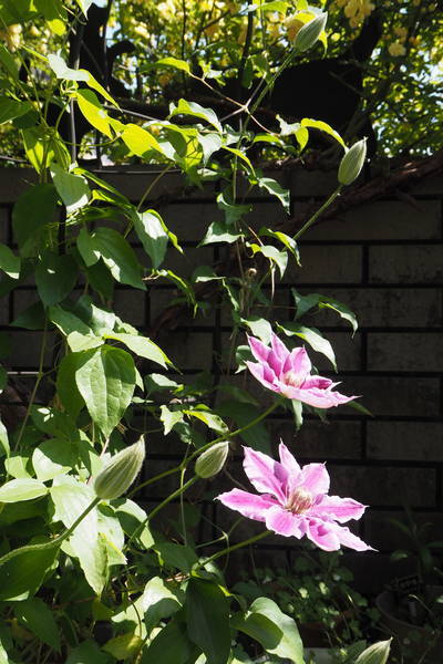 f:id:midorineko_cutter_mat:20200428133750j:plain