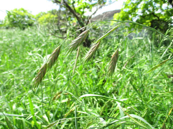 f:id:midorineko_cutter_mat:20200517143850j:plain