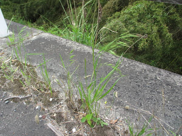 f:id:midorineko_cutter_mat:20200520103511j:plain