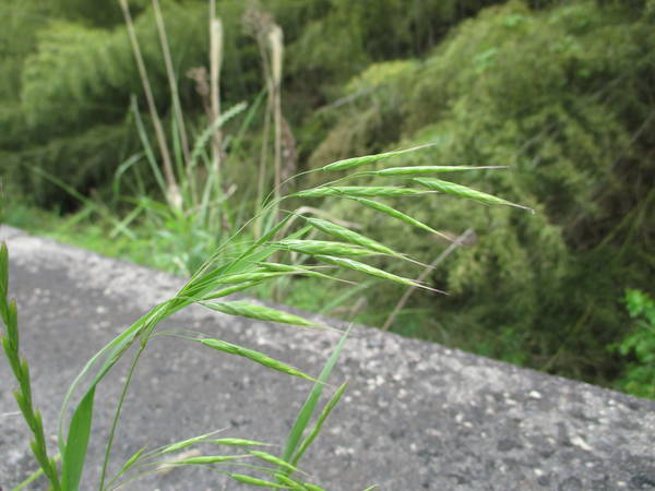f:id:midorineko_cutter_mat:20200520103522j:plain