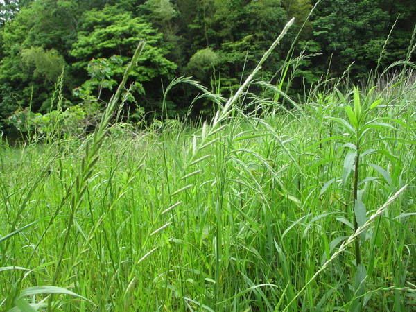 f:id:midorineko_cutter_mat:20200520104525j:plain