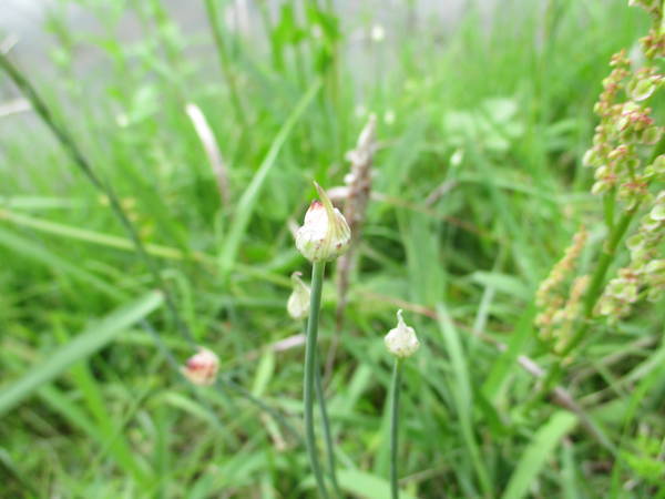 f:id:midorineko_cutter_mat:20200520131124j:plain