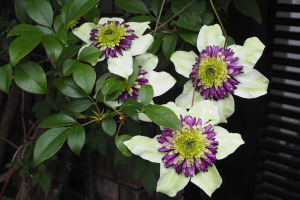 f:id:midorineko_cutter_mat:20200521143629j:plain