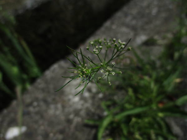 f:id:midorineko_cutter_mat:20200522140844j:plain