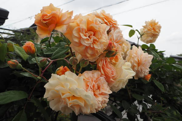 バラとクレマチス Cutter Mat S Blog