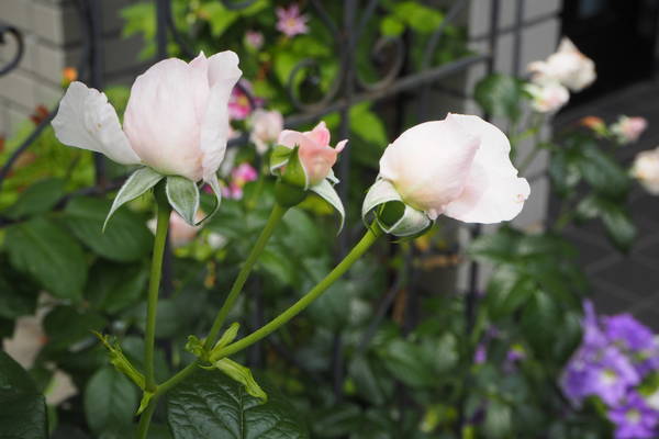 f:id:midorineko_cutter_mat:20200525140322j:plain