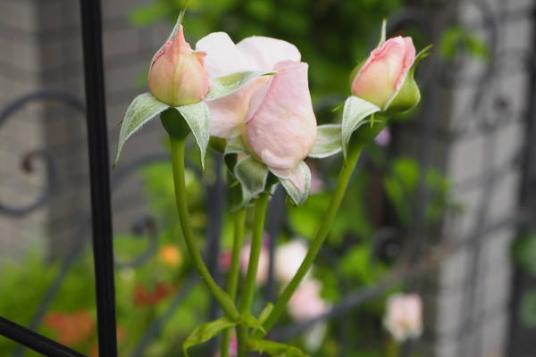 f:id:midorineko_cutter_mat:20200525140336j:plain