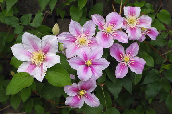 f:id:midorineko_cutter_mat:20200525140434j:plain