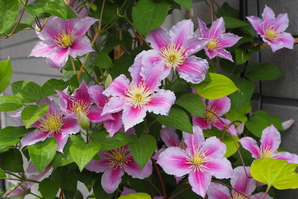 f:id:midorineko_cutter_mat:20200525140450j:plain