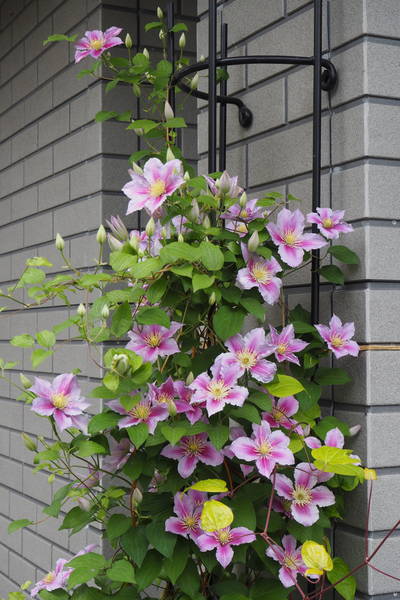 f:id:midorineko_cutter_mat:20200525140505j:plain