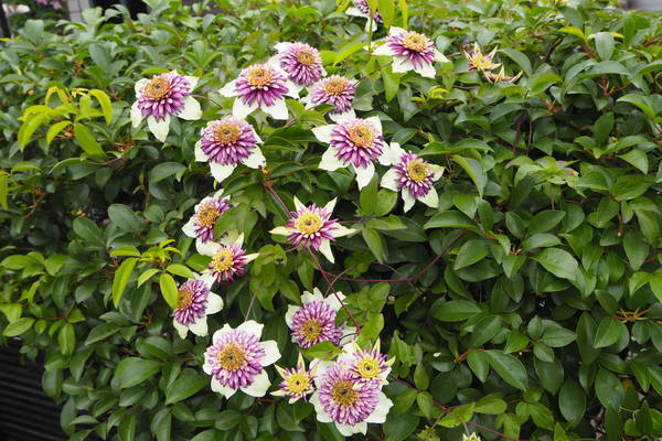 f:id:midorineko_cutter_mat:20200525140521j:plain