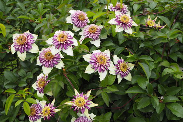 f:id:midorineko_cutter_mat:20200525141054j:plain