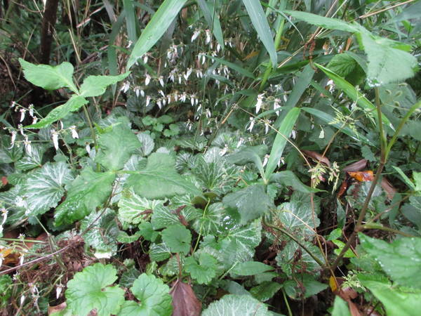 f:id:midorineko_cutter_mat:20200603161929j:plain f:id:midorineko_cutter_mat:20200603161929j:plain