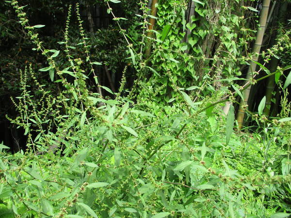 f:id:midorineko_cutter_mat:20200604164057j:plain f:id:midorineko_cutter_mat:20200604164057j:plain