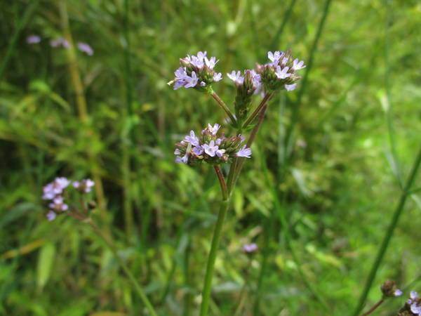 f:id:midorineko_cutter_mat:20200604164401j:plain f:id:midorineko_cutter_mat:20200604164401j:plain