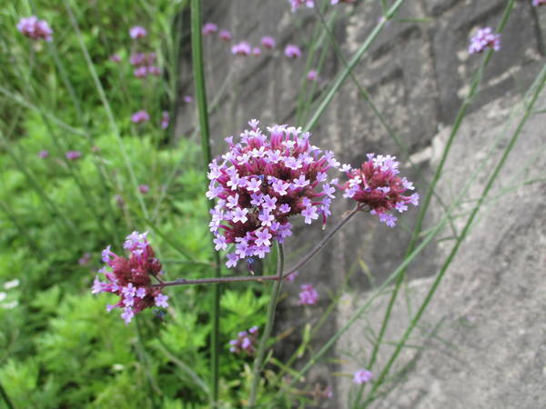 f:id:midorineko_cutter_mat:20200604164510j:plain f:id:midorineko_cutter_mat:20200604164510j:plain