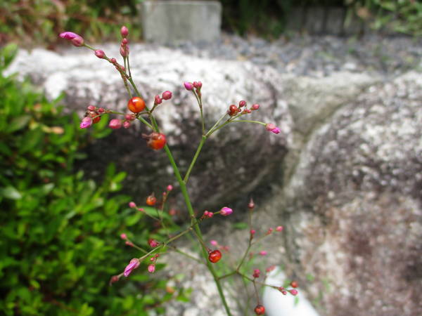 f:id:midorineko_cutter_mat:20200604164555j:plain f:id:midorineko_cutter_mat:20200604164555j:plain