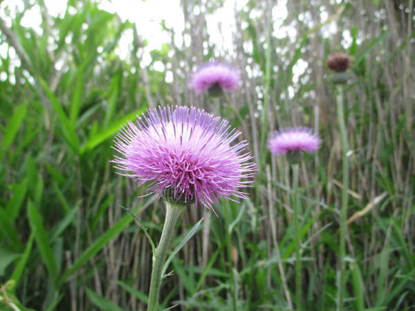 f:id:midorineko_cutter_mat:20200604164827j:plain f:id:midorineko_cutter_mat:20200604164827j:plain