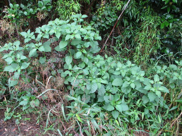 f:id:midorineko_cutter_mat:20200612112957j:plain f:id:midorineko_cutter_mat:20200612112957j:plain