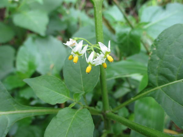 f:id:midorineko_cutter_mat:20200612113012j:plain f:id:midorineko_cutter_mat:20200612113012j:plain