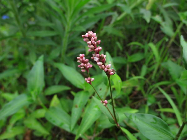 f:id:midorineko_cutter_mat:20200618155145j:plain f:id:midorineko_cutter_mat:20200618155145j:plain