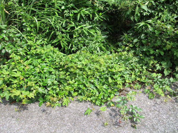 f:id:midorineko_cutter_mat:20200620225515j:plain f:id:midorineko_cutter_mat:20200620225515j:plain