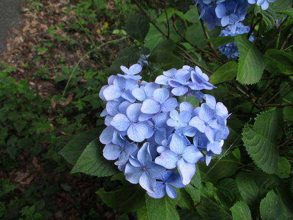 f:id:midorineko_cutter_mat:20200623213901j:plain
