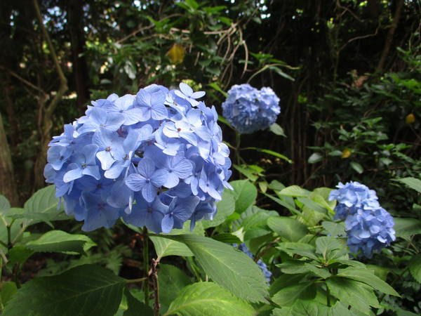 f:id:midorineko_cutter_mat:20200623213917j:plain