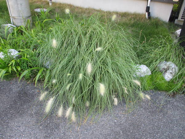 f:id:midorineko_cutter_mat:20200623214137j:plain