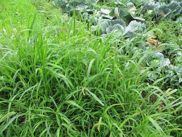 f:id:midorineko_cutter_mat:20200625125246j:plain f:id:midorineko_cutter_mat:20200625125246j:plain