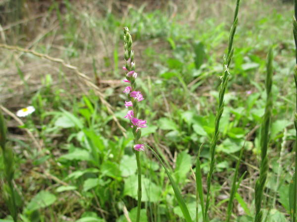 f:id:midorineko_cutter_mat:20200627214138j:plain f:id:midorineko_cutter_mat:20200627214138j:plain