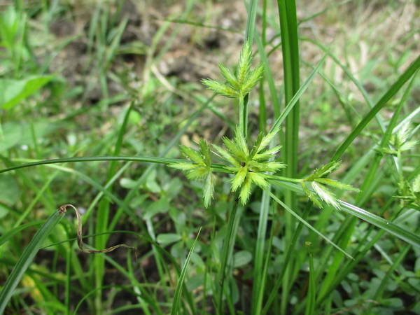 f:id:midorineko_cutter_mat:20200702145834j:plain