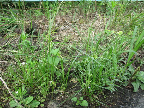 f:id:midorineko_cutter_mat:20200702152959j:plain