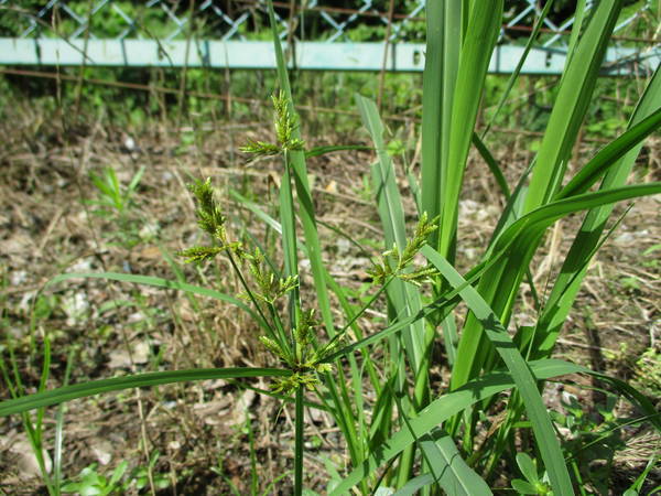 f:id:midorineko_cutter_mat:20200702153017j:plain